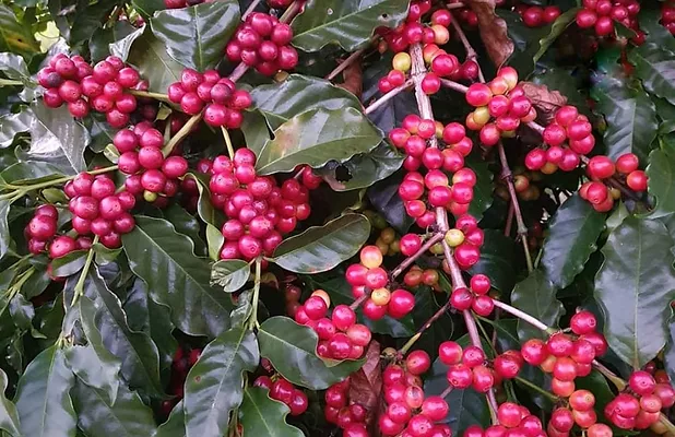 Muda de café